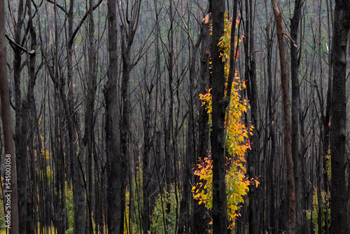 Tableau sur toile Regrowth after Australian bushfires