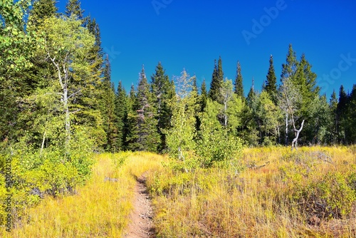 Bear Canyon hiking trail views by Mount Timpanogos Peak Wasatch Range, Utah. USA. 