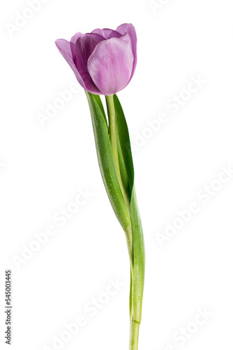 Fresh tulip flower on white background