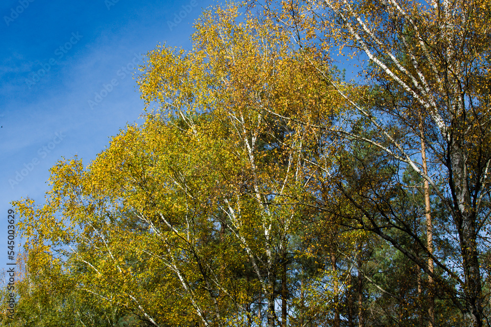 large birch trees in the autumn sun with yellowed leaves against the blue sky large birch trees in the autumn sun with yellowed leaves against the blue sky