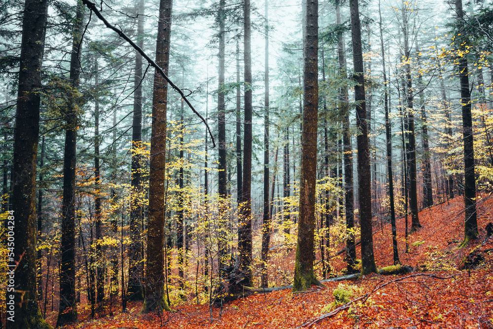 Obraz premium Foreste Casentinesi, forest in autumn, mystery mood