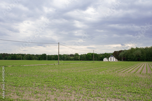 a rural landscape with a field sown with corn and a small white house  © Ekaterina