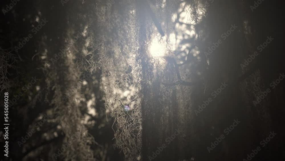 Southern swamp with Spanish moss in late afternoon with lens flare. Southern swamp with Spanish moss in late afternoon with lens flare.