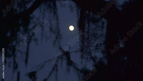 Full moon night in south USA with Spanish moss hanging in trees on spooky night.