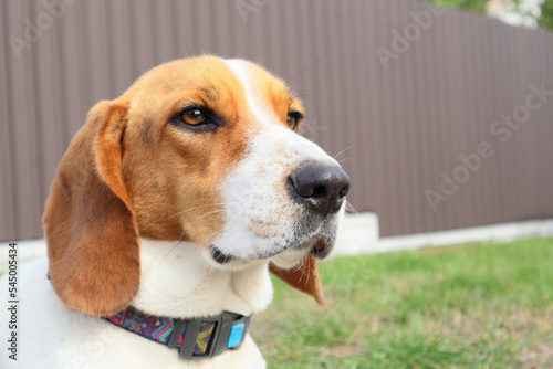 Close-up of Beagle against green grass background. Estonian Hound great hunting dog sitting on the grass in park