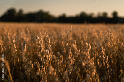 a field of oats close-up oat ears have ripened to a deep yellow color photo at sunset in August sunbeams break through the grain	
