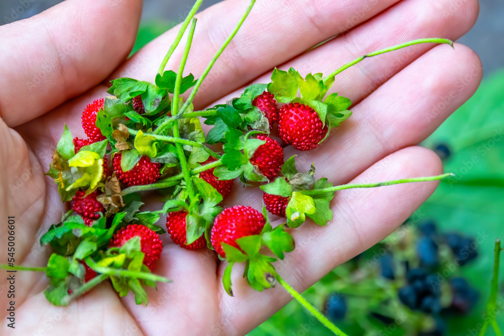 Wild strawberries in the hand. Wild strawberries in the hand.