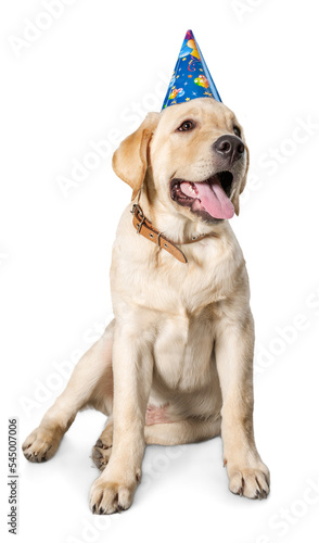 Labrador Retriever in a Birthday Hat