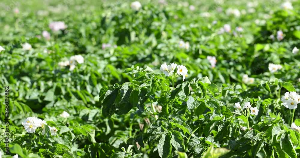 Potato field with green bushes of flowering potatoes, agricultural field with potatoes in the summer season