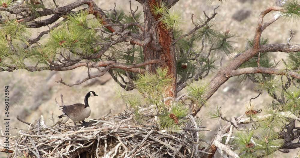 Brave goose perched on Eagles nest looks around then flys away Brave goose perched on Eagles nest looks around then flys away
