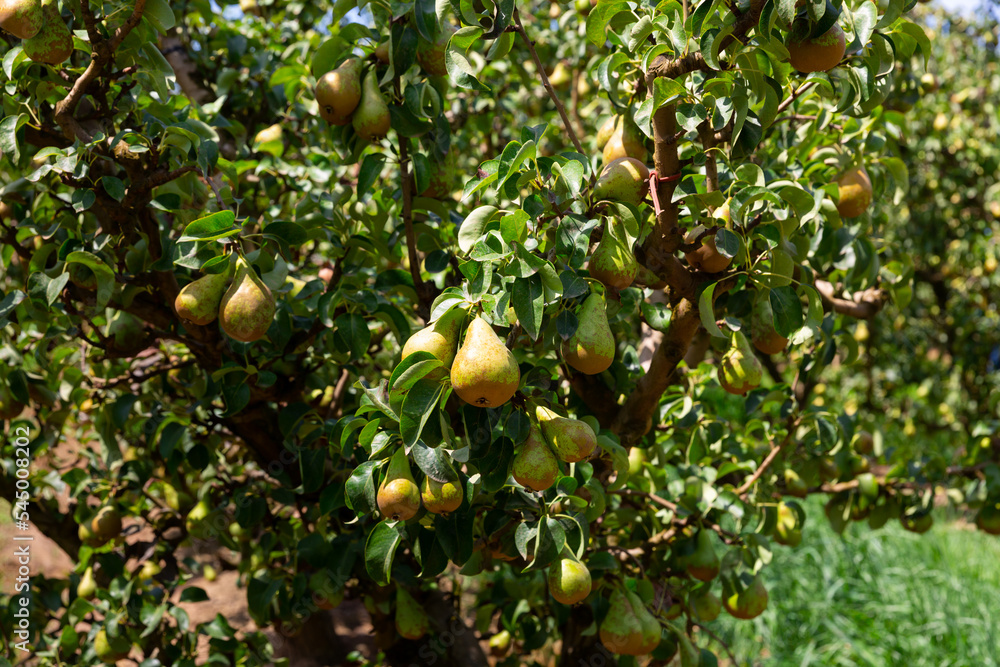 Ripe bio organic Conference pears hanging on tree in orchard ready for picking, harvest season
