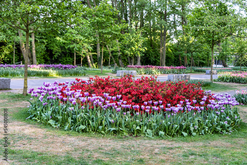 Flower bed with blooming tulips and Henomeles Japanese photo