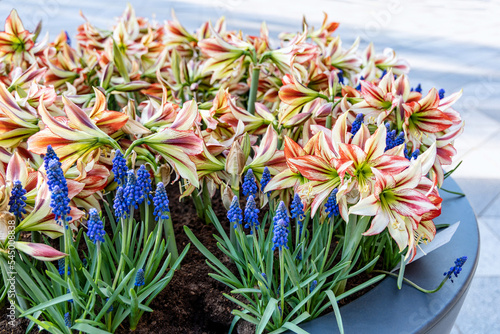 Beautiful red white hippeastrum, amaryllis flowers and blue muscari