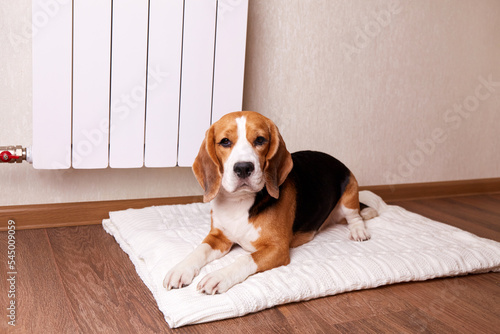 A beagle dog is lying on the floor by a warm radiator. The concept of a heating system, cold winter season, energy saving, economical heating of the house. 