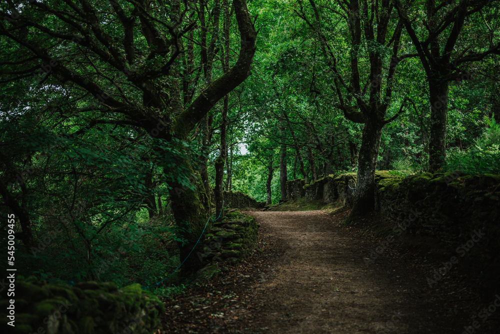 Obraz premium path in the woods