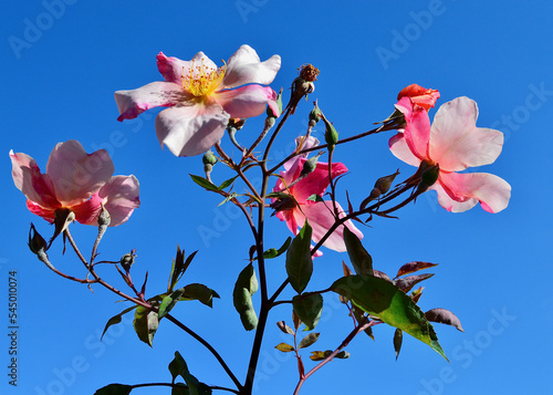Beautiful pink rose blossoms in the spring sunshine. Mutabilis is a china rose from pre 1894 photo