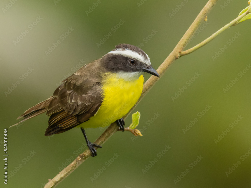 Fototapeta premium Atrapamoscas perchado