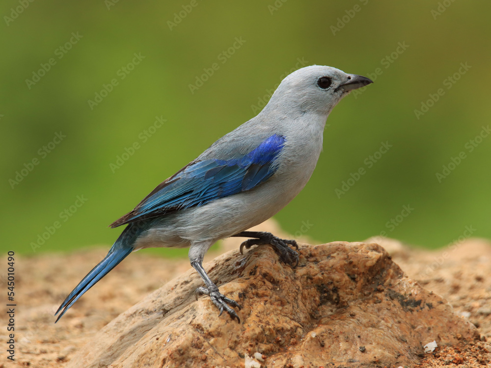 Obraz premium Azuejo