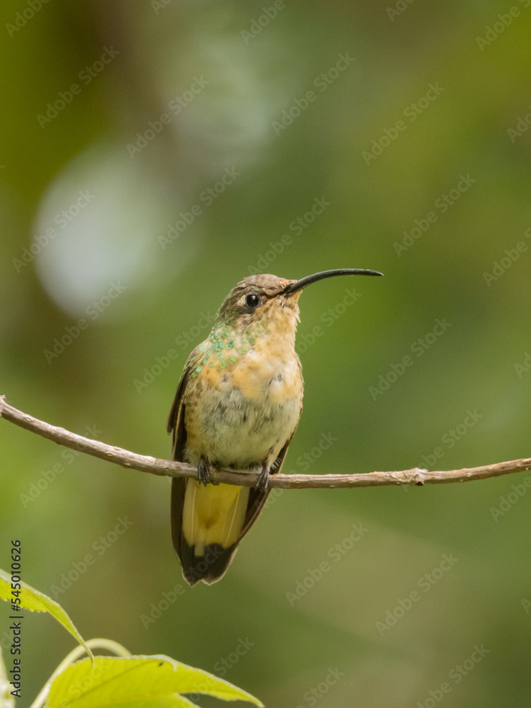 Fototapeta premium Colibrí perchado