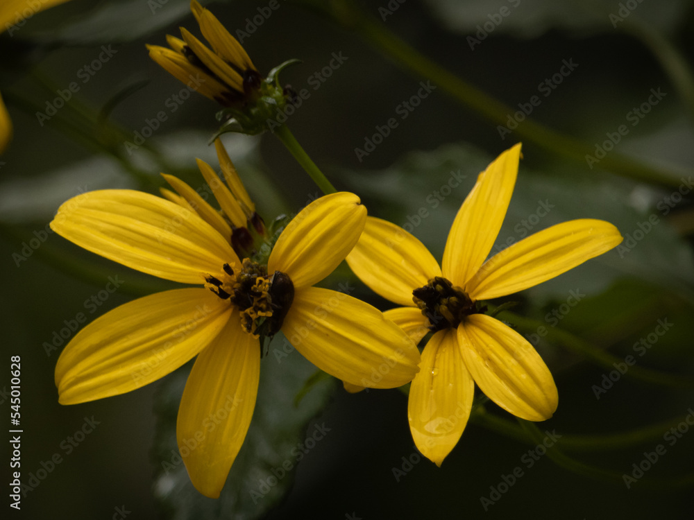 Flor amarilla Flor amarilla