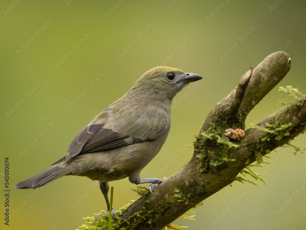 Obraz premium Tangara Palmera