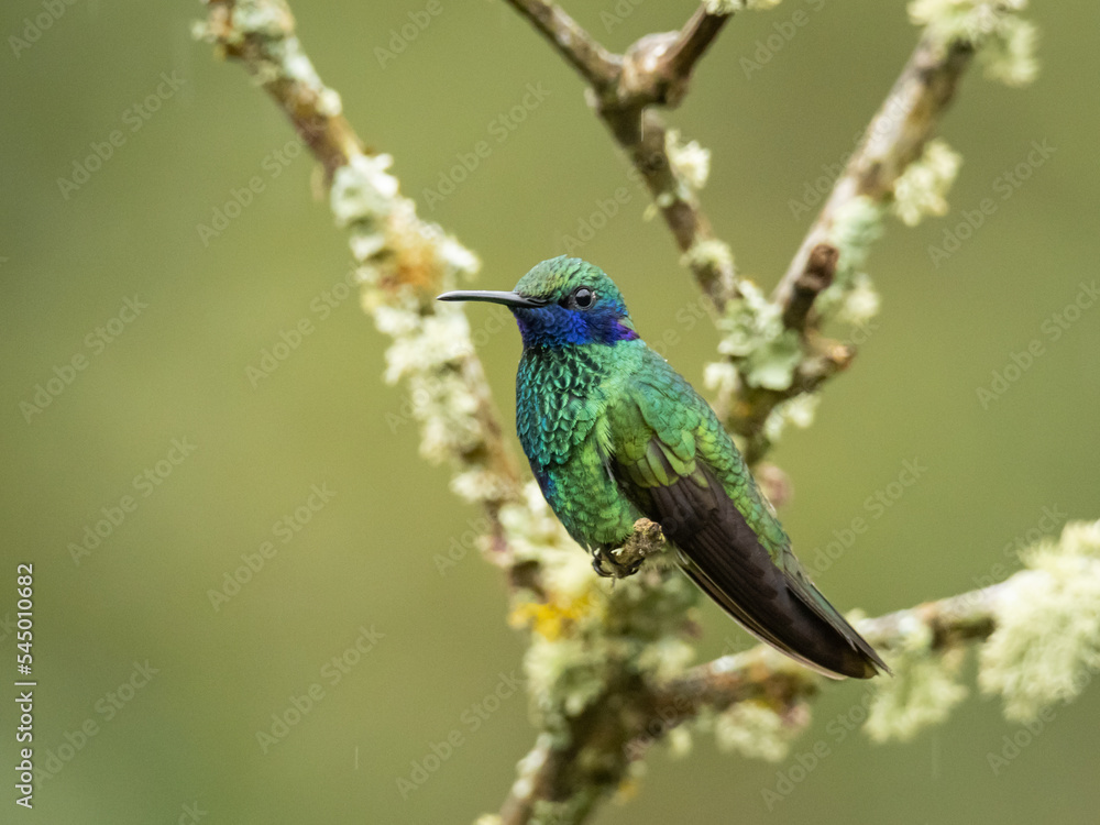 Fototapeta premium Colibrí Perchado