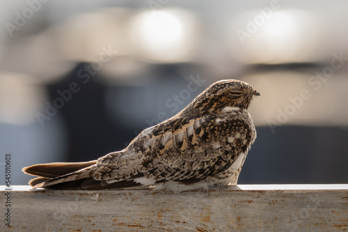 Guardacaminos durmiendo photo