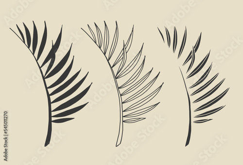 Vector silhouette drawing of palm leaves. Template for design. Line art botany collection.