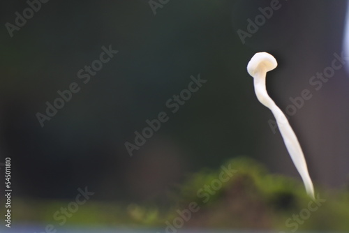 Close-up of porcini mushrooms. Frames of biological mushrooms. Fresh enoki mushrooms.