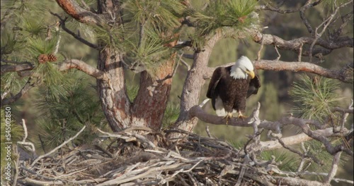 Eagle overlooks nest, turns and flys away