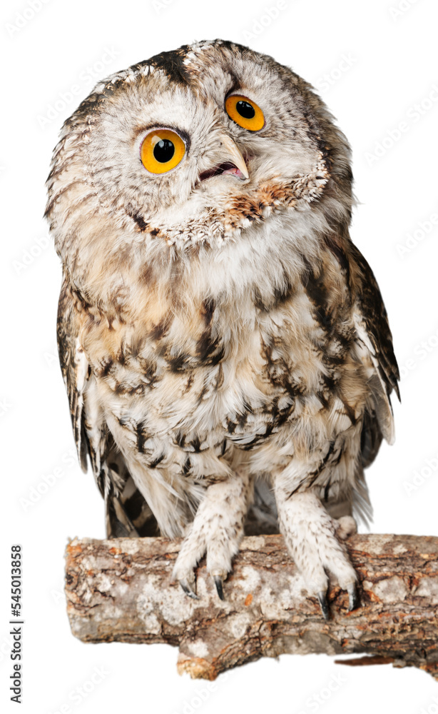 Obraz premium Eagle Owl Sitting on a Branch