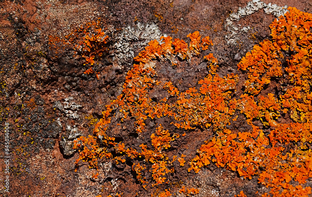 Caloplaca marina or Orange sea lichen on old volcanic rock in Tenerife,Canary Islands,Spain.Natural background.Selective focus. Caloplaca marina or Orange sea lichen on old volcanic rock in Tenerife,Canary Islands,Spain.Natural background.Selective focus.