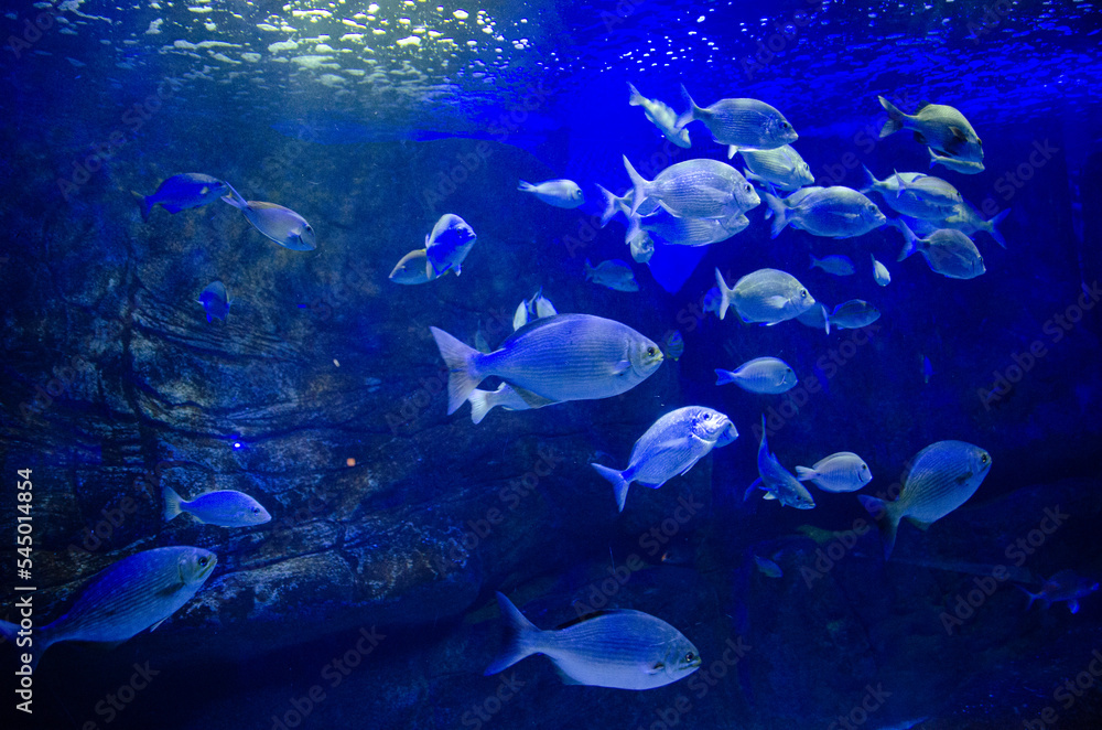 Fototapeta premium fish in aquarium