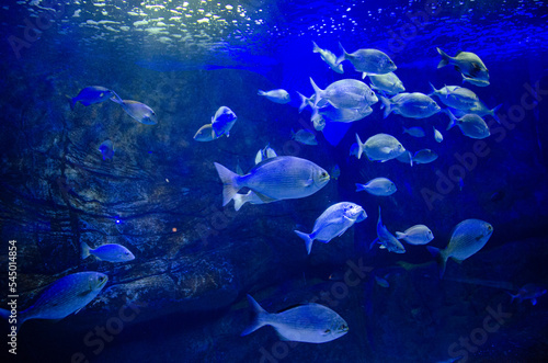 fish in aquarium