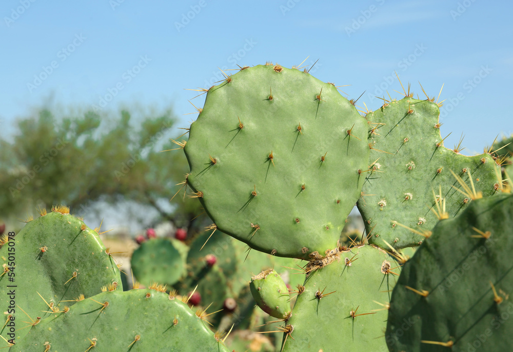 Beautiful prickly pear cacti growing outdoors on sunny day, closeup. Space for text Beautiful prickly pear cacti growing outdoors on sunny day, closeup. Space for text