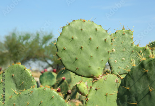 Beautiful prickly pear cacti growing outdoors on sunny day  closeup. Space for text