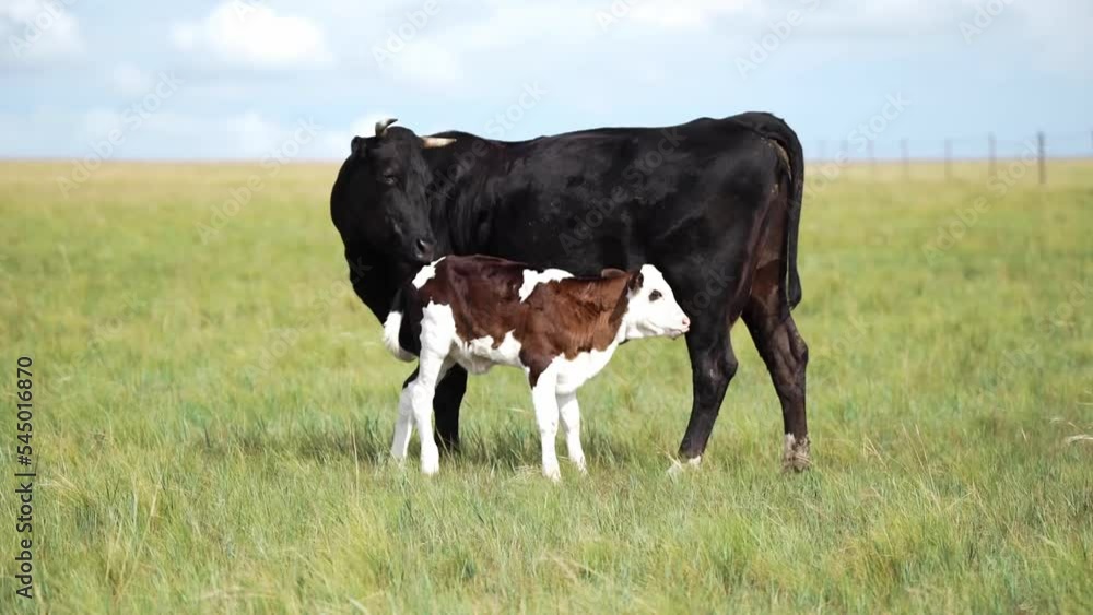 Close-up shot, a calf is drinking milk, the mother is fully black, and is licking the calf with love and cherishment. Close-up shot, a calf is drinking milk, the mother is fully black, and is licking the calf with love and cherishment.