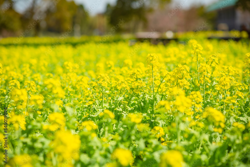 Obraz premium 菜の花畑 