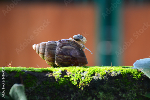 Mini snail on green moss
