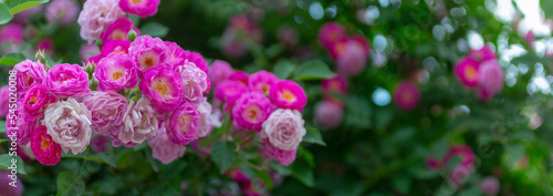 фотографія panoramic view of climbing rose. rambling rose image.