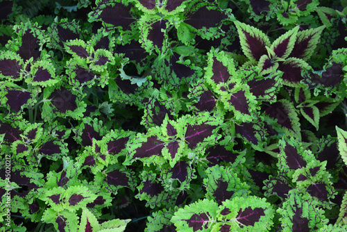 Multi color of leaves for abstract background