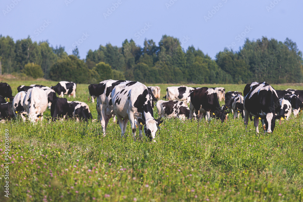 Herd of black and white cows calves pasturing and eating grass on a grazing meadow, cattle on an animal farm ranch field in a summer sunny day, countryside Europe landscape