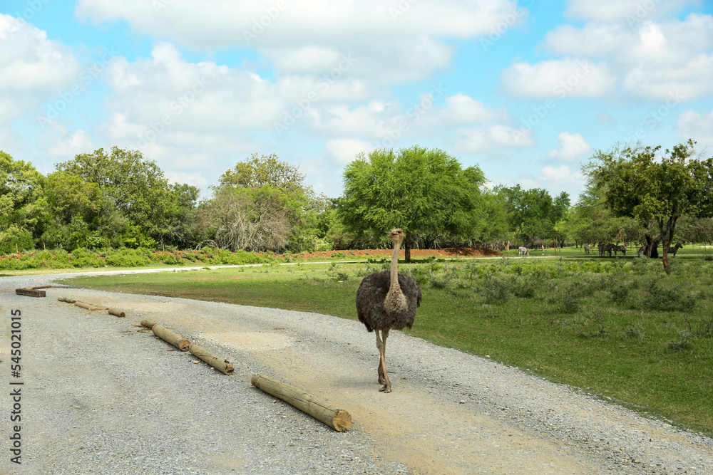 Fototapeta premium Beautiful African ostrich on road in safari park