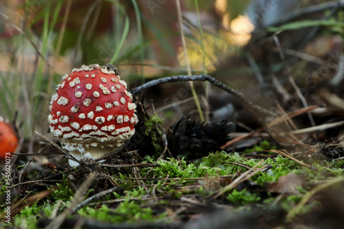 Amanita mushroom growing in forest. Space for text