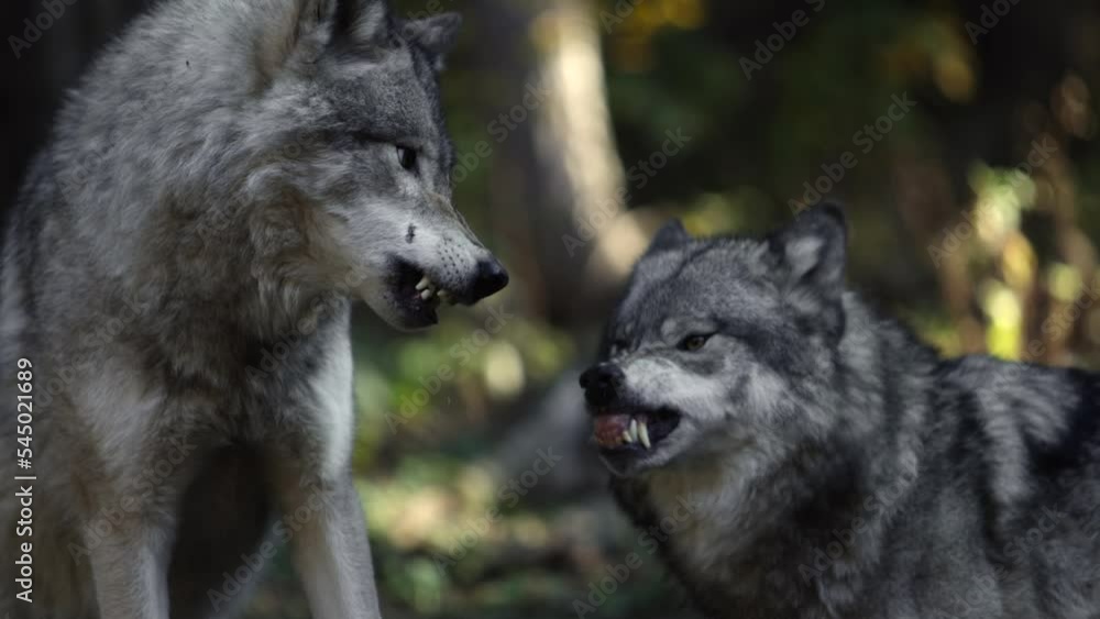 timber wolf fight another wolf super slomo snapping and biting scary timber wolf fight another wolf super slomo snapping and biting scary