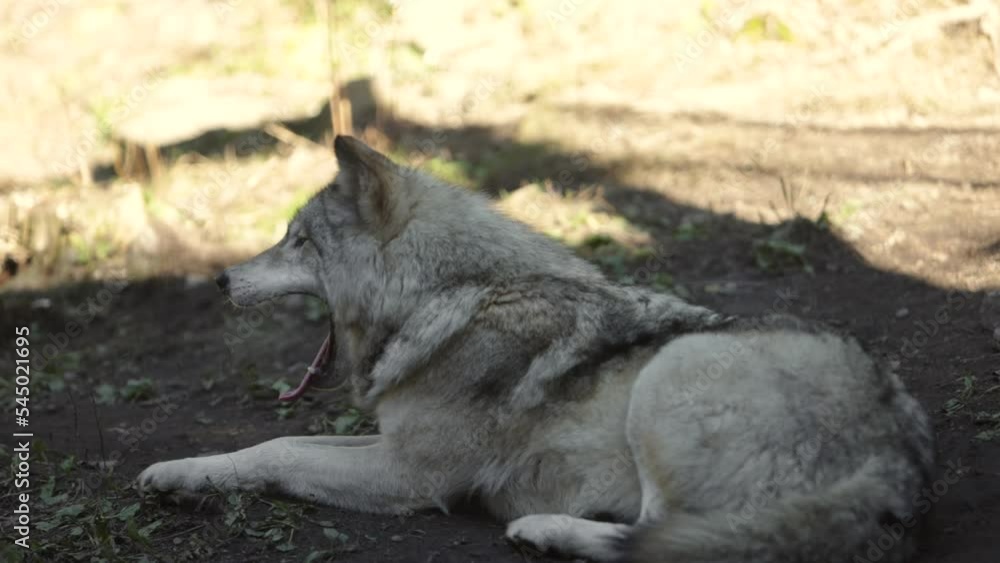 timber wolf yawning slomo sleepy predator. timber wolf yawning slomo sleepy predator.