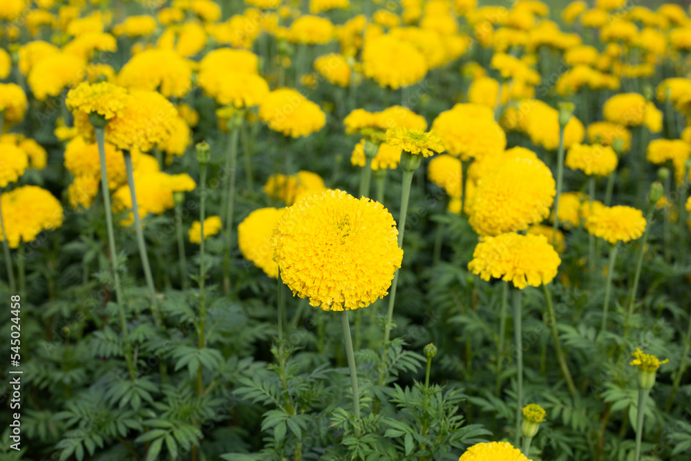 Fototapeta premium Yellow marigold flower in garden