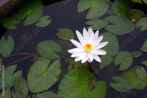 Beautiful blooming Nymphaea lotus flower with leaves  Water lily pot