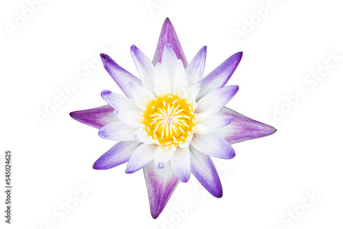 White purple water lily on white