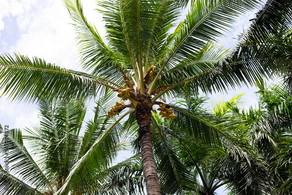 Coconut tree with bunches of yellow coconut fruits
